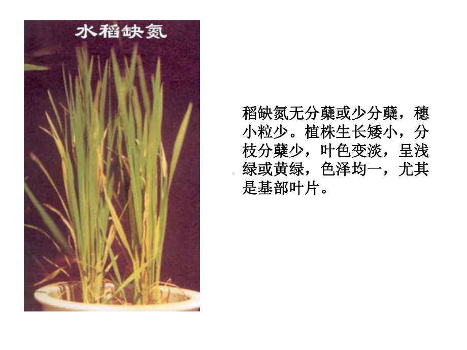 植物缺氮症状课件.ppt_第3页