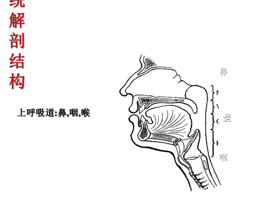 呼吸系统疾病病人护理常规课件.ppt_第3页