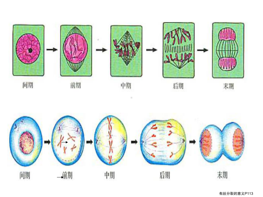 新教材生物《减数分裂》1课件.ppt_第2页