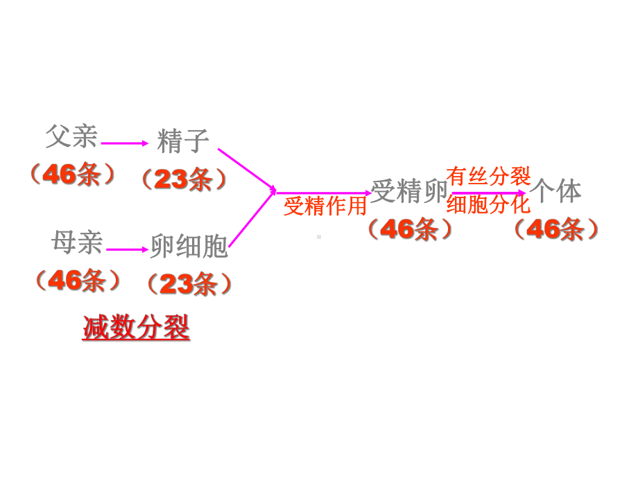 新教材生物《减数分裂》1课件.ppt_第3页