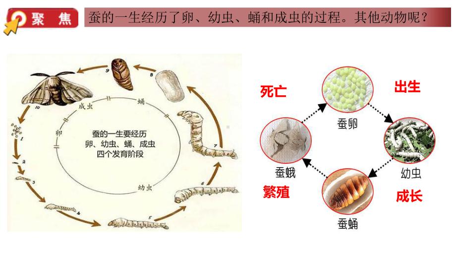 教科版小学科学新版本三年级下册科学28动物的一生(课件).pptx_第2页