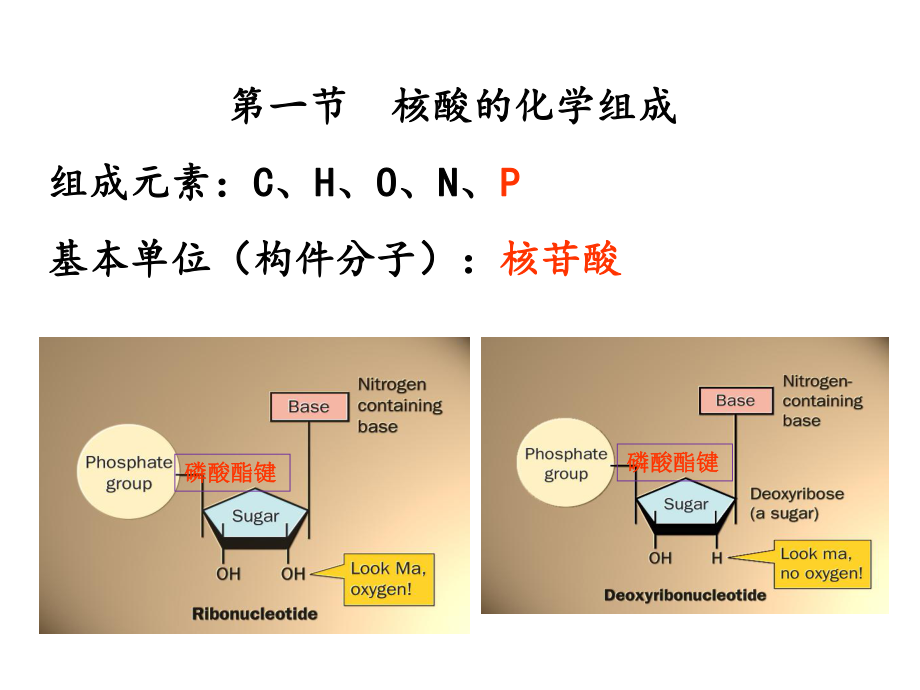 核酸的结构与功能及核苷酸代谢课件.ppt_第3页