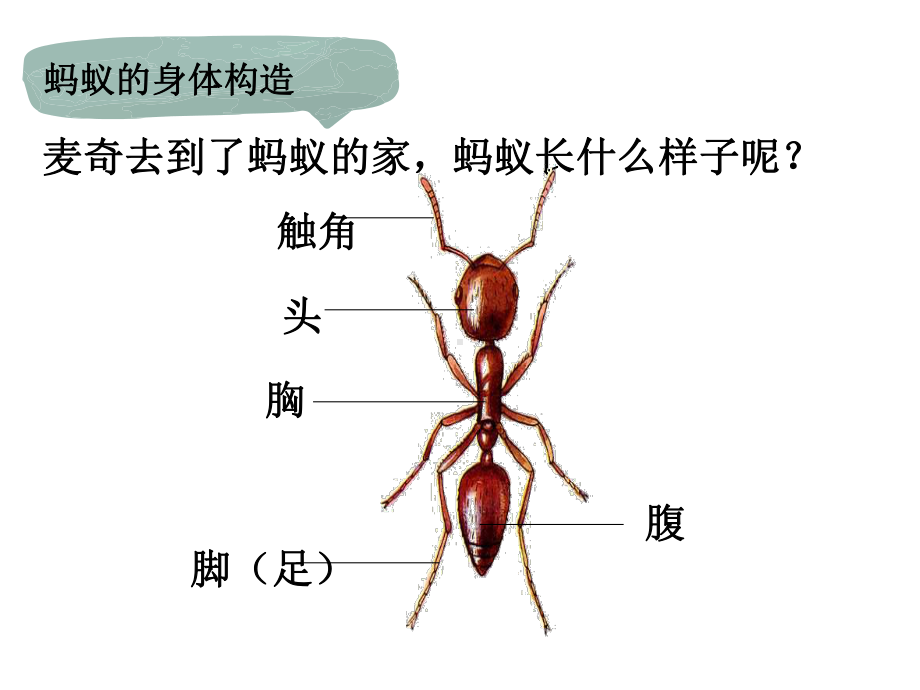 寻找蚂蚁的家课件.pptx_第3页