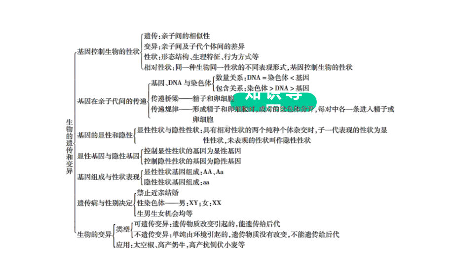 北师大版八年级生物上册总复习课件《第20章生物的遗传和变异》复习.ppt_第3页