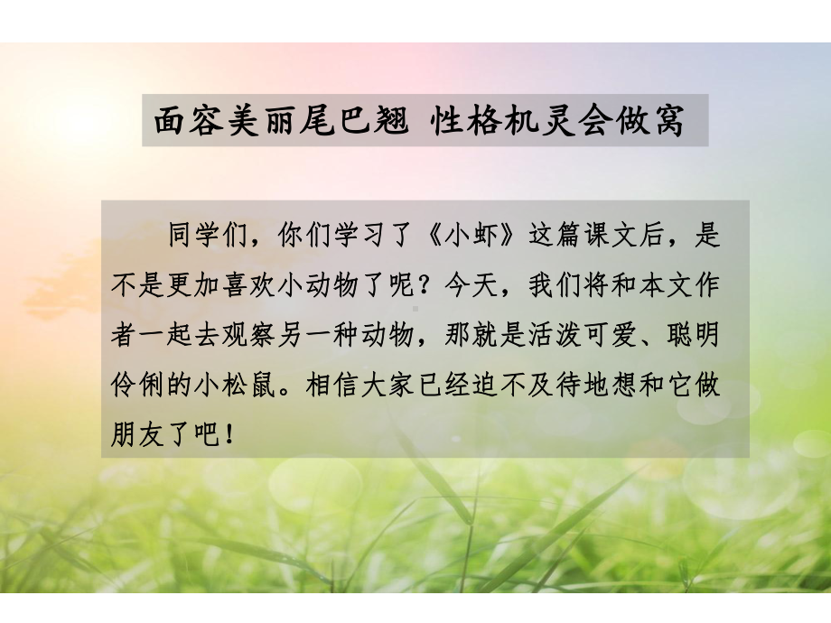 北师大版小学三年级语文下册《8-松鼠》观摩课示范课公开课优质课赛教课课件.pptx_第3页