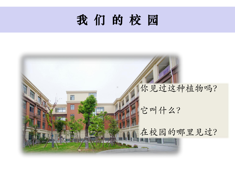 小学一年级上科学《校园里的植物》课件.pptx_第2页