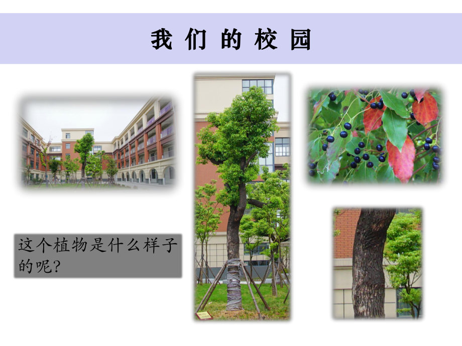 小学一年级上科学《校园里的植物》课件.pptx_第3页