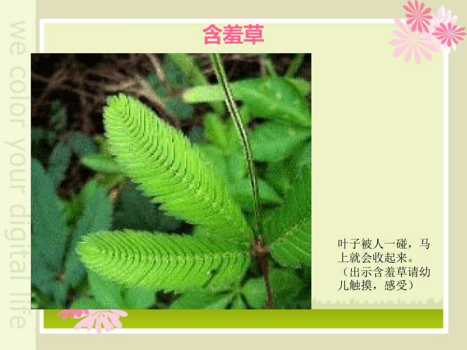 大班科学有趣的植物课件.ppt_第2页