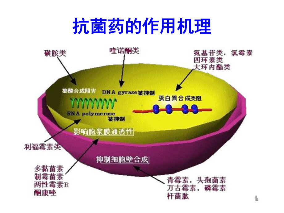 呼吸科常用药物知识课件.ppt_第2页