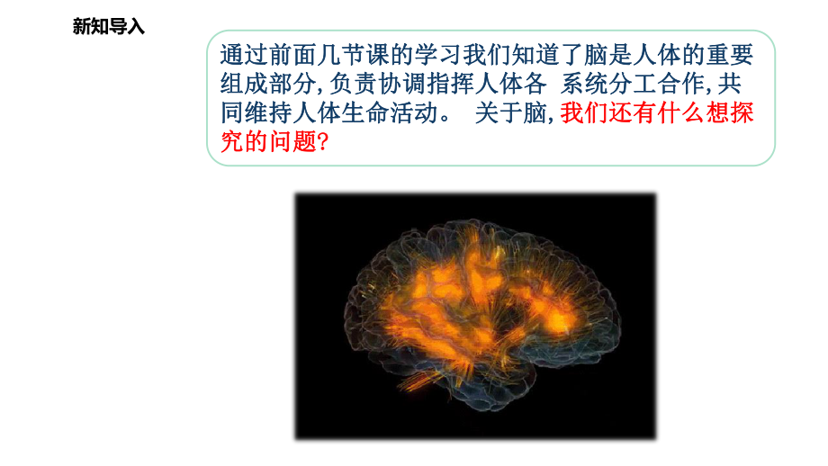 大象版科学-脑的保健-课件.ppt_第2页