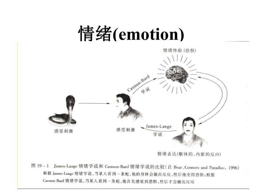 医学11脑的电活动睡眠与觉醒课件.pptx_第3页