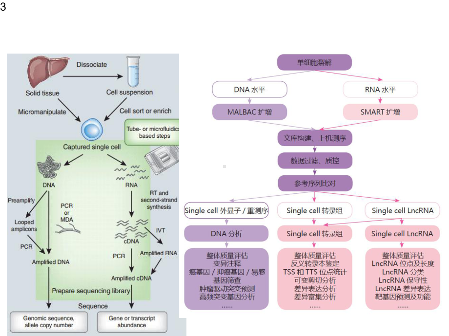 单细胞测序(测序公司培训)精选课件.ppt_第3页