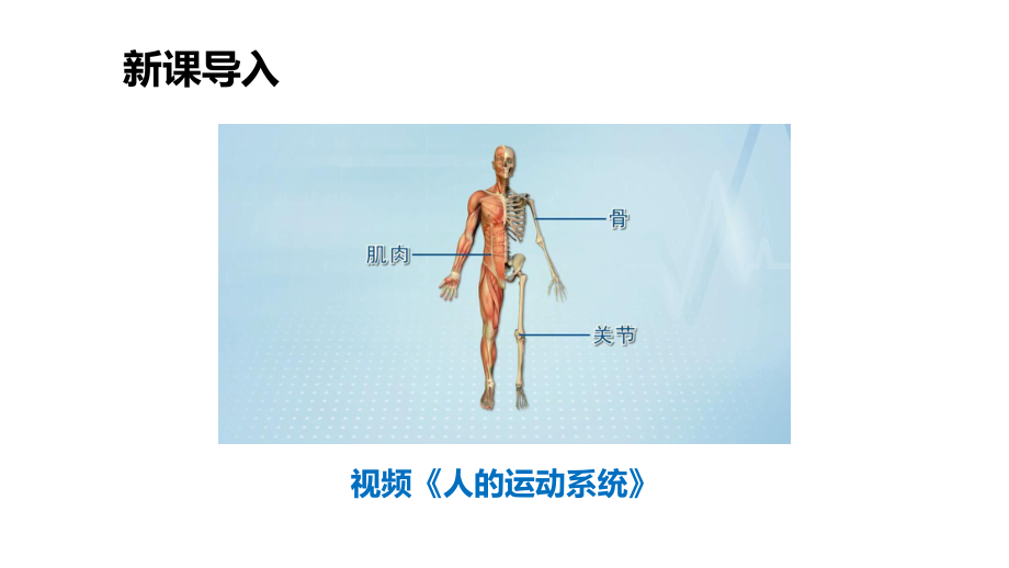 小学科学《肌肉》优质课件.pptx_第2页