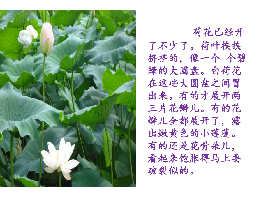 小学作文写景作文的观察方法课件.ppt_第3页