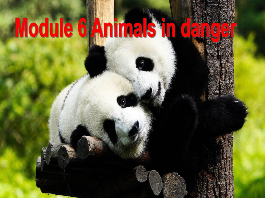 外研版英语八年级上册Module-6-Animals-in-danger《Unit-1-It-allows-people-to-get-closer-to-them》课件.ppt-(课件无音视频)_第2页