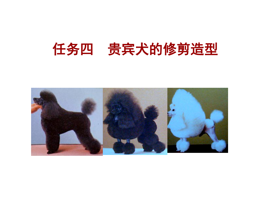 宠物美容与护理4贵宾犬课件.ppt_第1页