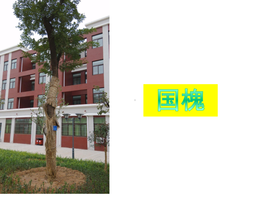 新版青岛版四年级小学科学上册课件-植物的身体-青岛版课件.ppt_第3页