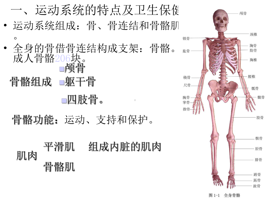 幼儿各系统生理特点和保健措施课件.ppt_第3页