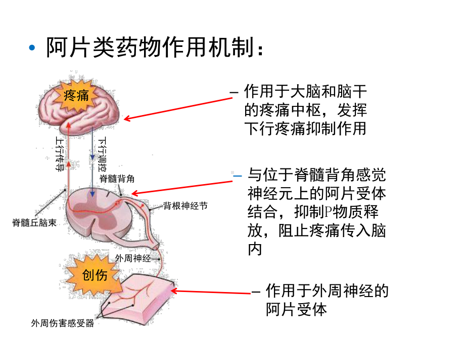 强阿片类药物的比较课件.ppt_第3页