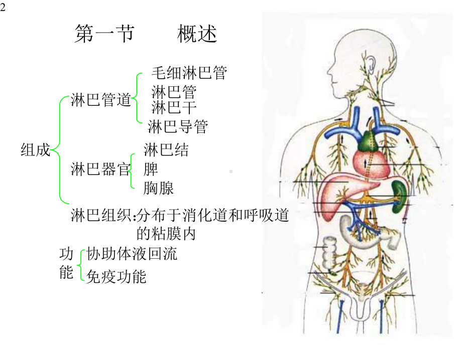 基础医学人体解剖学淋巴系统课件.pptx_第2页