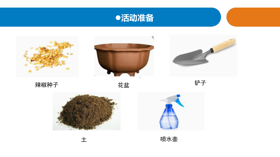 小学科学11《种辣椒》教学课件.pptx_第2页