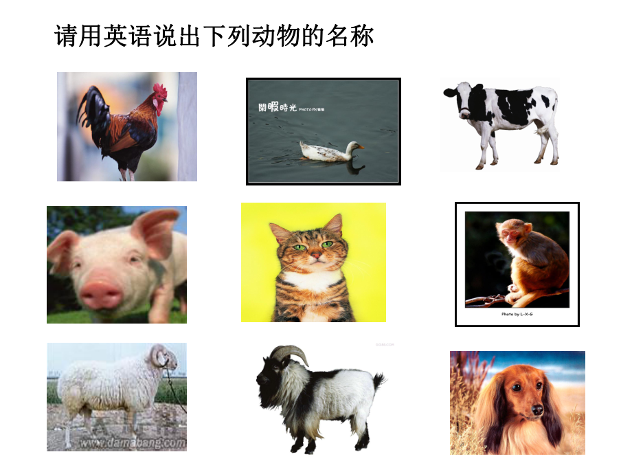 四年级英语课件Lesson-19-Birds.ppt--（课件中不含音视频）_第2页