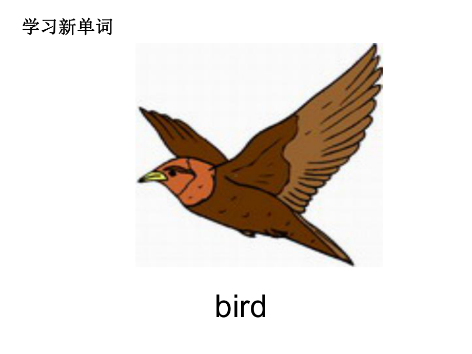 四年级英语课件Lesson-19-Birds.ppt--（课件中不含音视频）_第3页