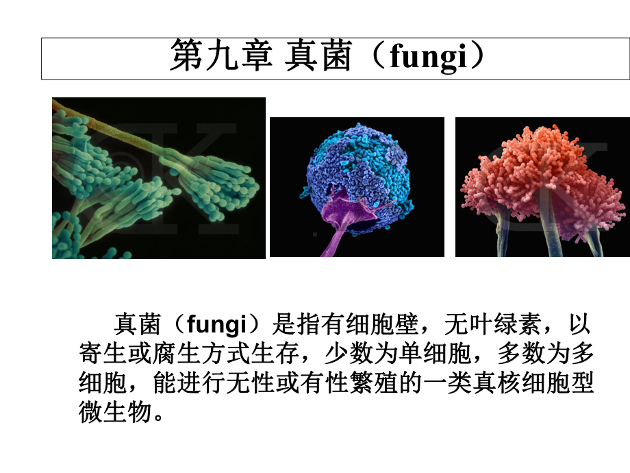 微生物学真菌-课件.ppt_第1页