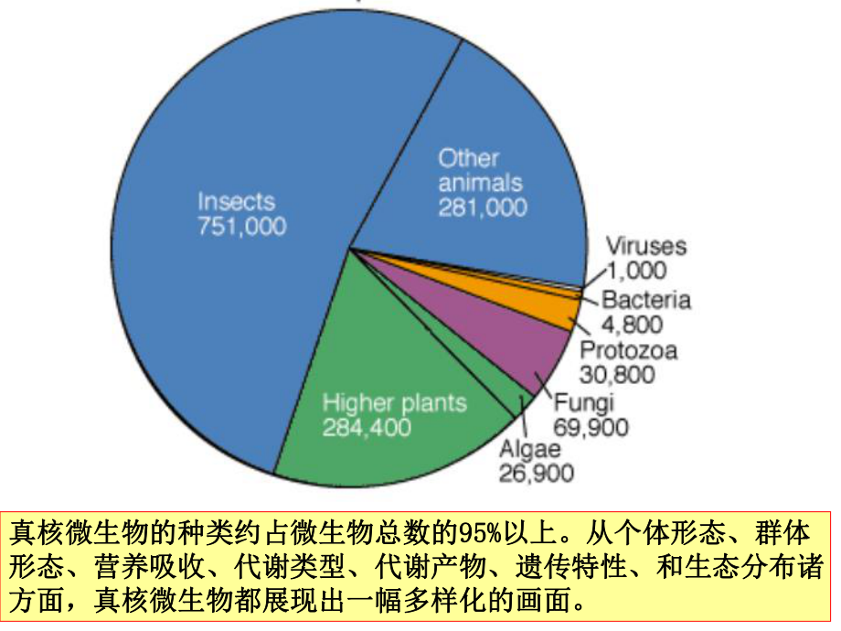 微生物学真菌-课件.ppt_第2页