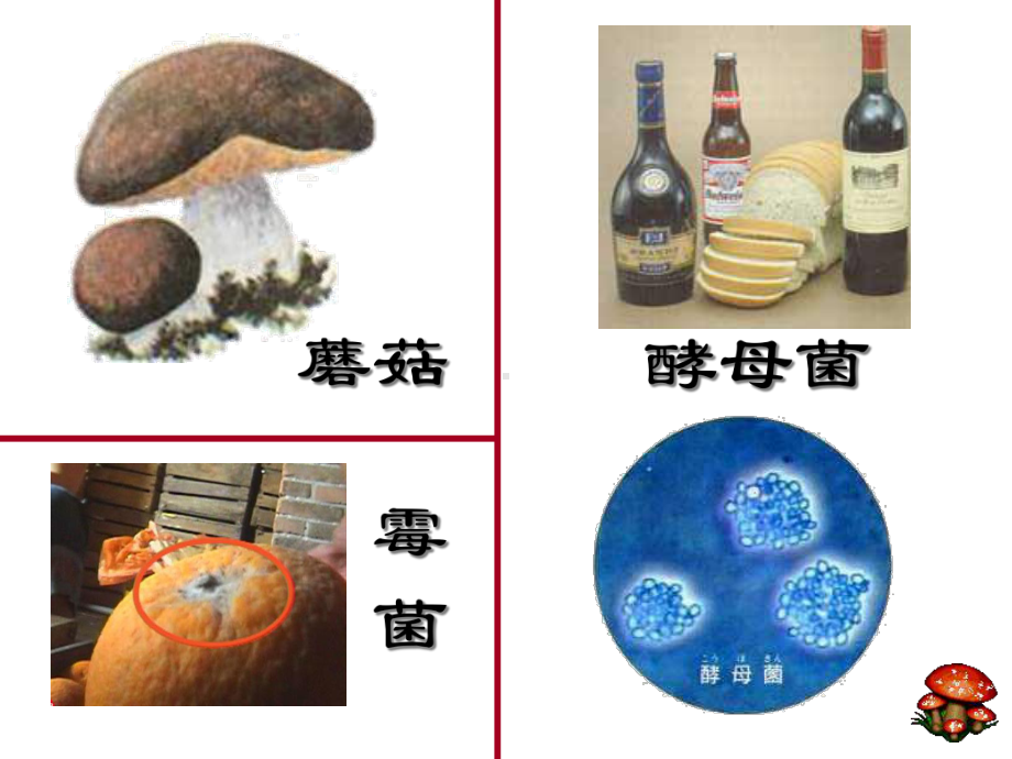 新人教版八年级上册：真菌课件(共24张).ppt_第2页