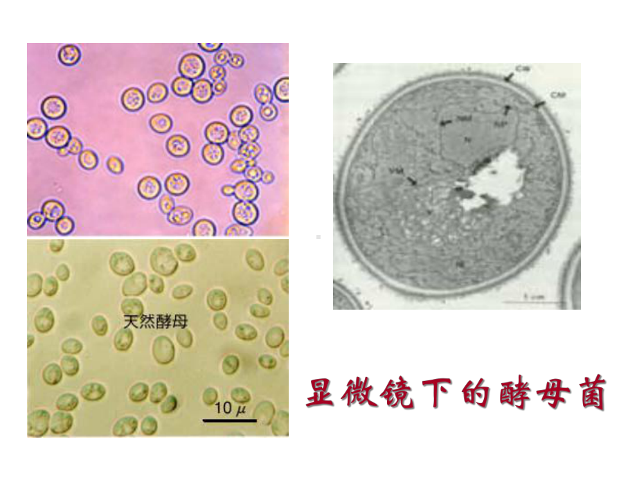 新人教版八年级上册：真菌课件(共24张).ppt_第3页