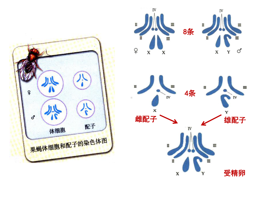 新教材生物《减数分裂》课件1.pptx_第2页