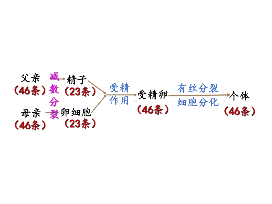 新教材生物《减数分裂》课件1.pptx_第3页