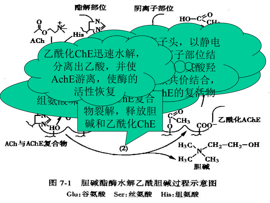 抗胆碱酯酶药和胆碱酶复活药ZHT课件.pptx_第2页