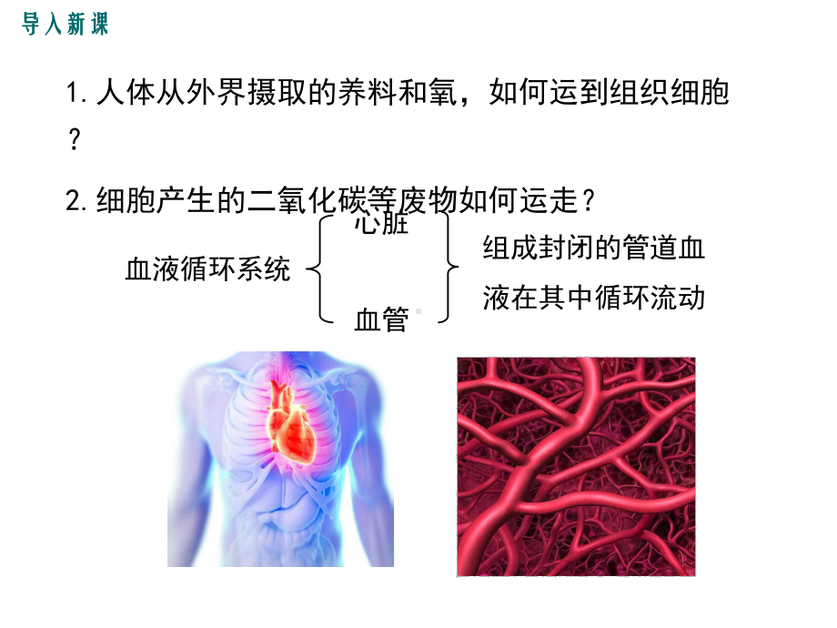 北师大版七年级下册生物(第9章-人体内的物质运输)教学课件.ppt_第3页