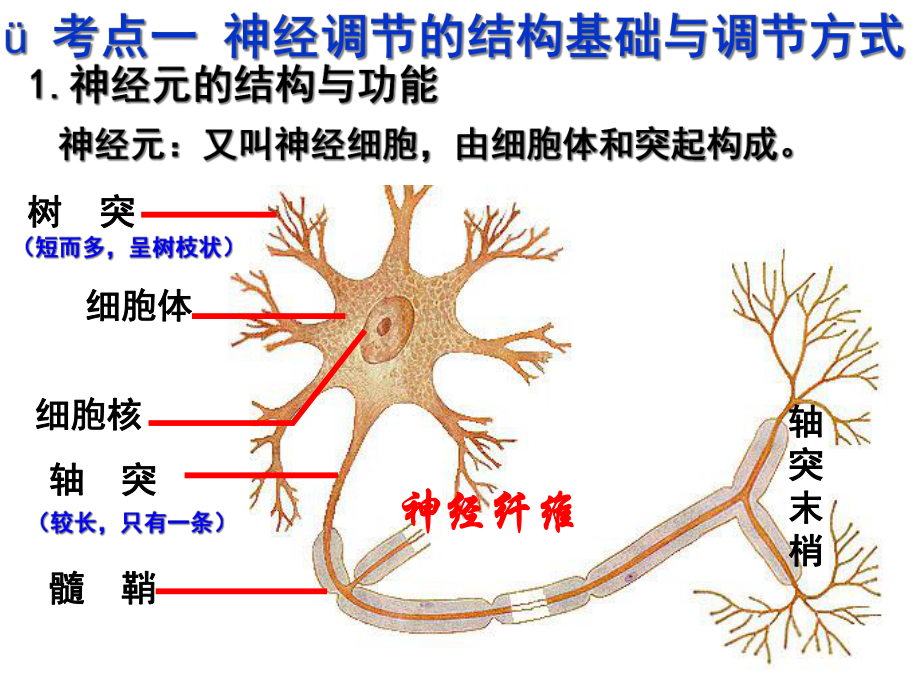 广东省某中学高三生物复习课件：通过神经系统的调节-(共44张).ppt_第2页