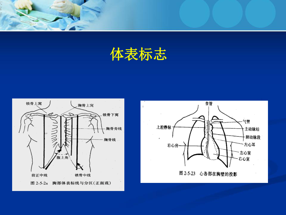 心内科体格检查-课件.ppt_第3页