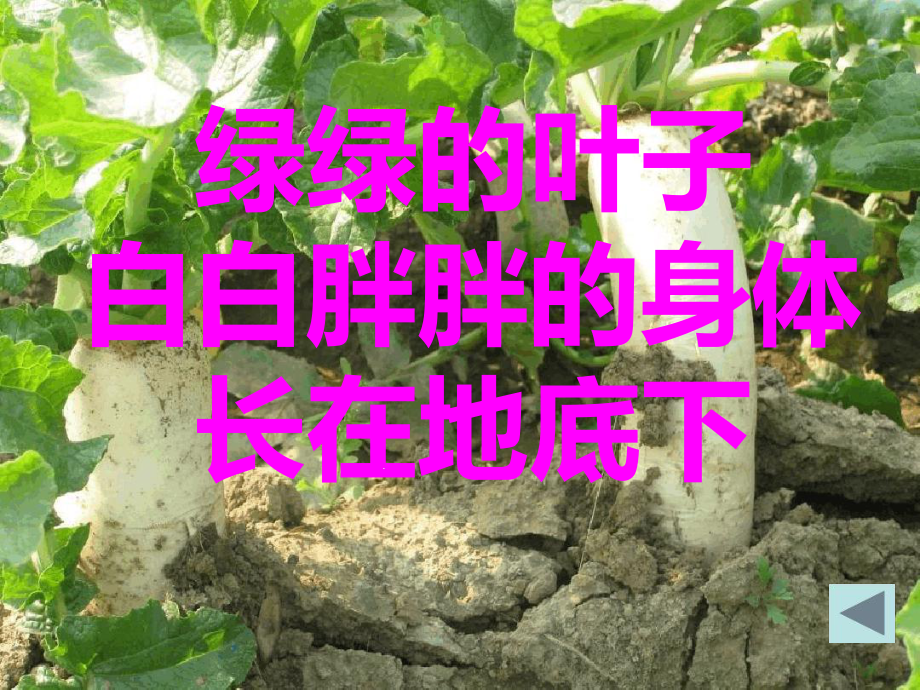 大班科学《好吃的蔬菜》幼儿园课件教案优质课比赛获奖公开课助教优秀.ppt_第3页