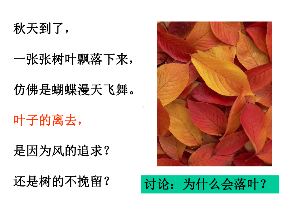 教科版科学课件：15植物的叶课件（课件）.ppt_第2页