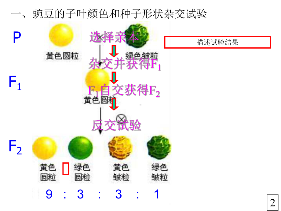 基因的自由组合定律课件.pptx_第3页