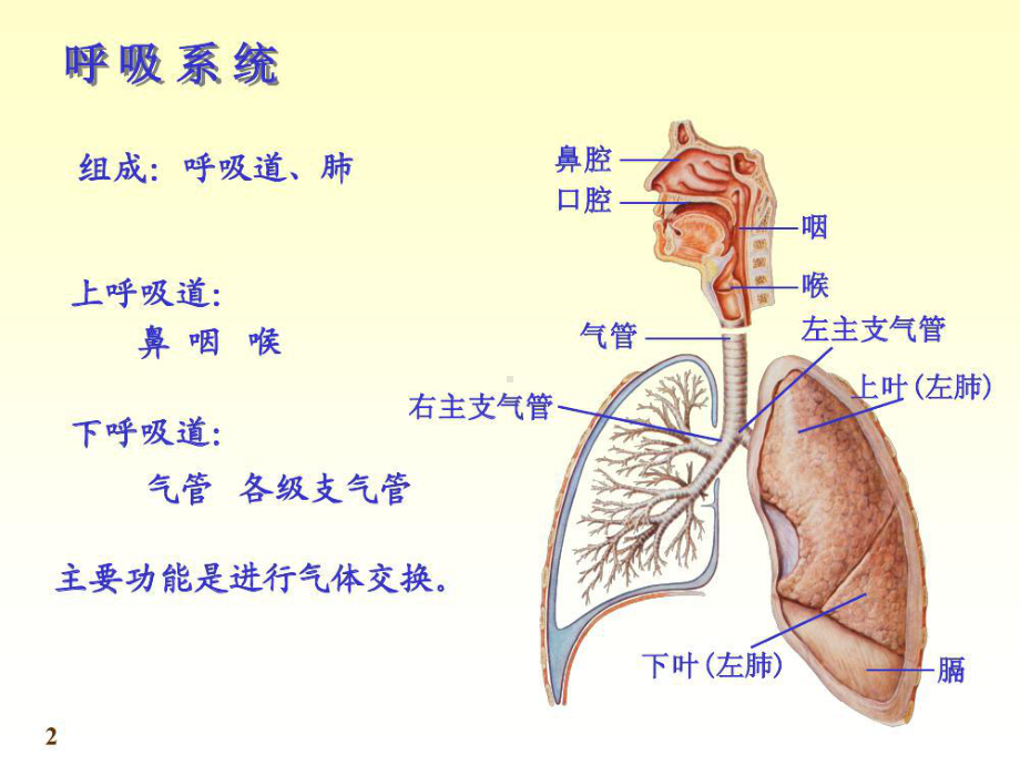 呼吸系统解剖课件.ppt_第3页