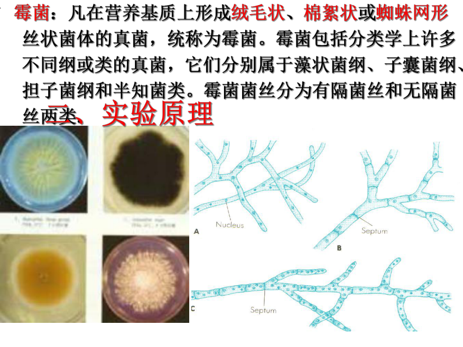 实验二-显微镜的使用-细菌三型的观察-霉菌的形态观察课件.ppt_第3页