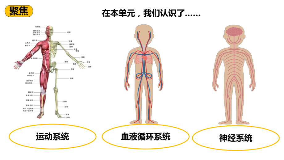 教科版五年级上册制定健康生活计划-课件.pptx_第2页