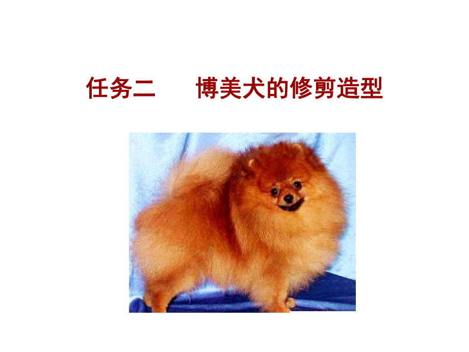 宠物美容与护理2博美犬课件.ppt_第1页