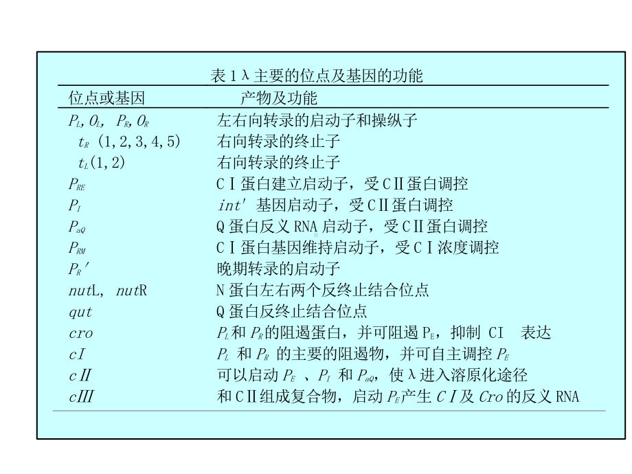 噬菌体的裂解途径和溶原化途径的选择和调控[课件].pptx_第2页