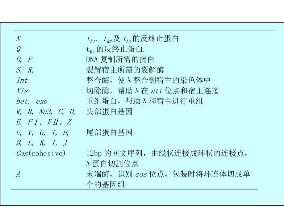 噬菌体的裂解途径和溶原化途径的选择和调控[课件].pptx_第3页