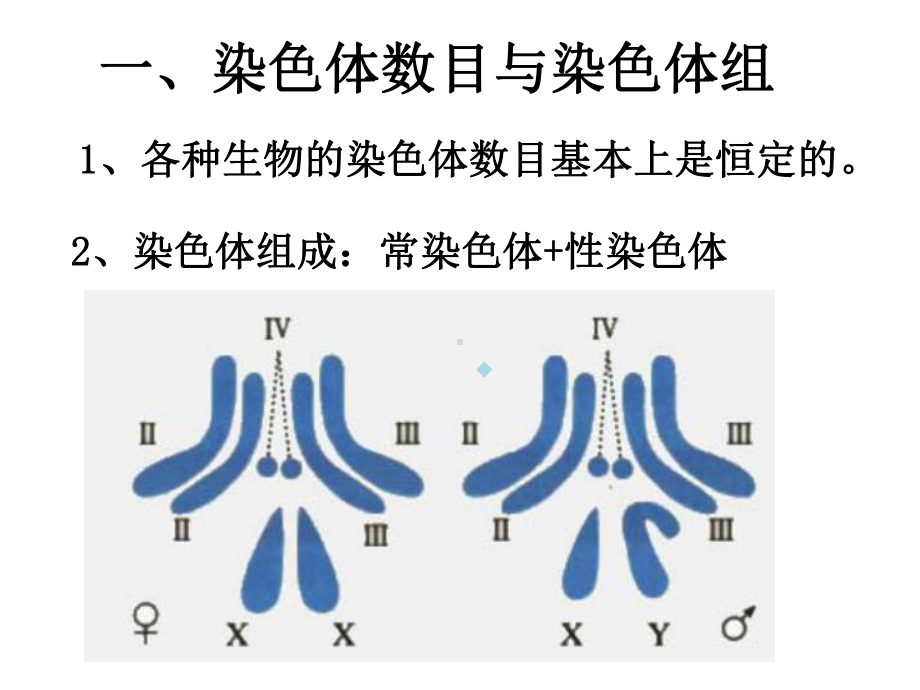 染色体数目结构变异课件.ppt_第2页