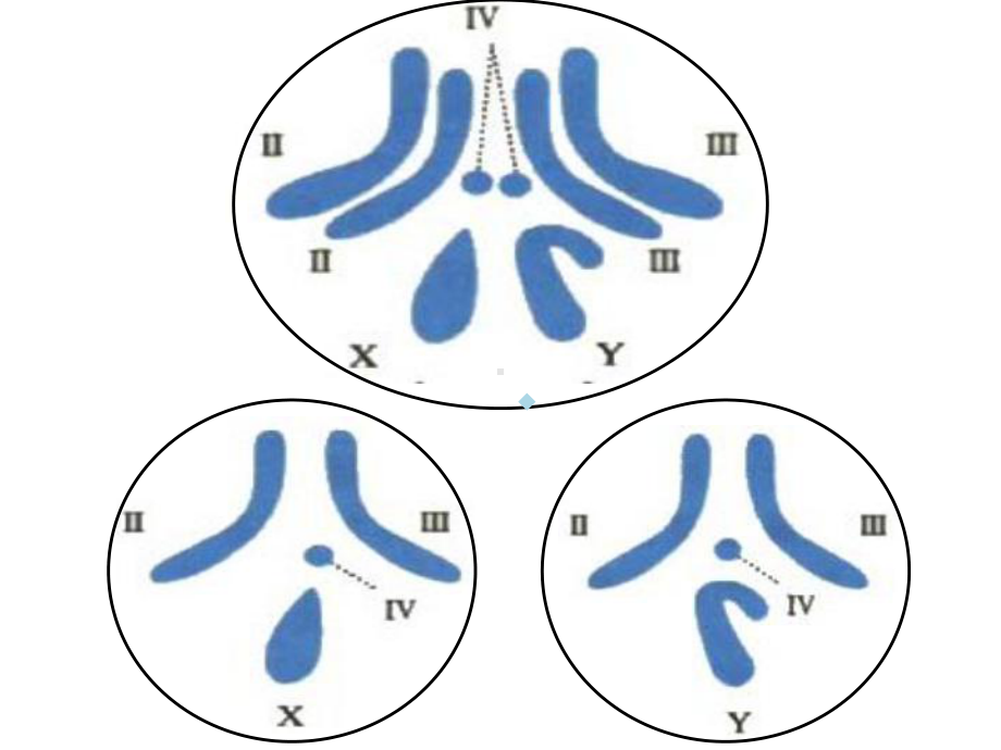 染色体数目结构变异课件.ppt_第3页