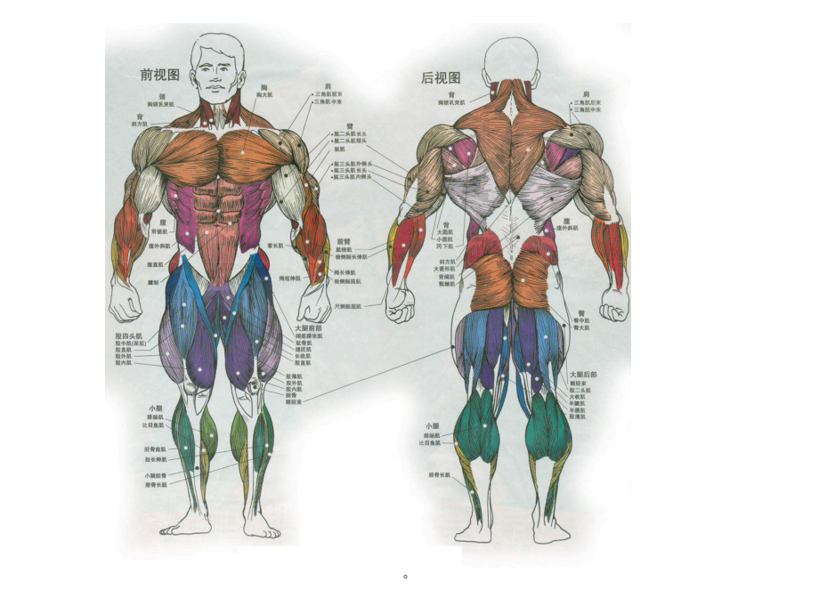 国职初级肌肉功能解剖课件.ppt_第2页