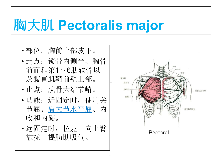 国职初级肌肉功能解剖课件.ppt_第3页